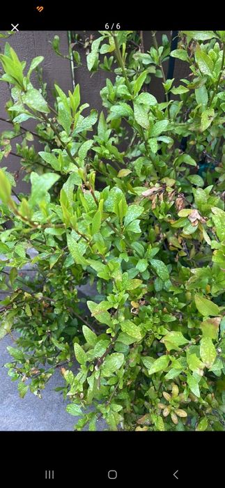 realizo pequenos serviços de jardinagem