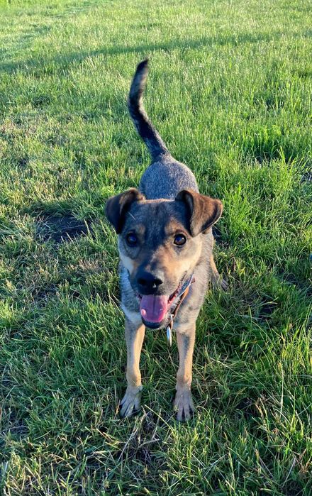 Szukamy domu dla pieska Piękny Bruno do adopcji Prosimy o pomoc