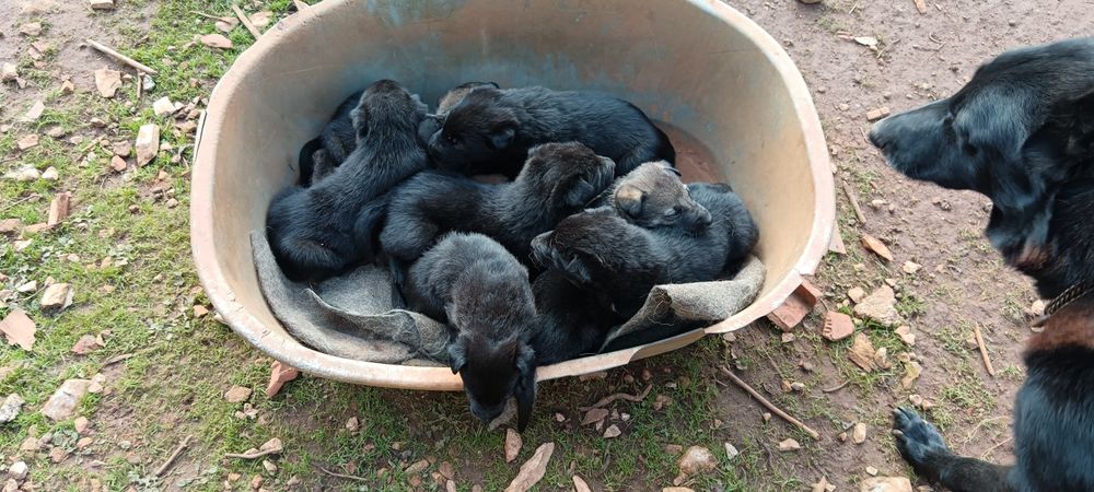 Wolfdog checo X pastor belga