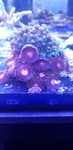 Pocillopora + zoa koralowce akwarium morskie