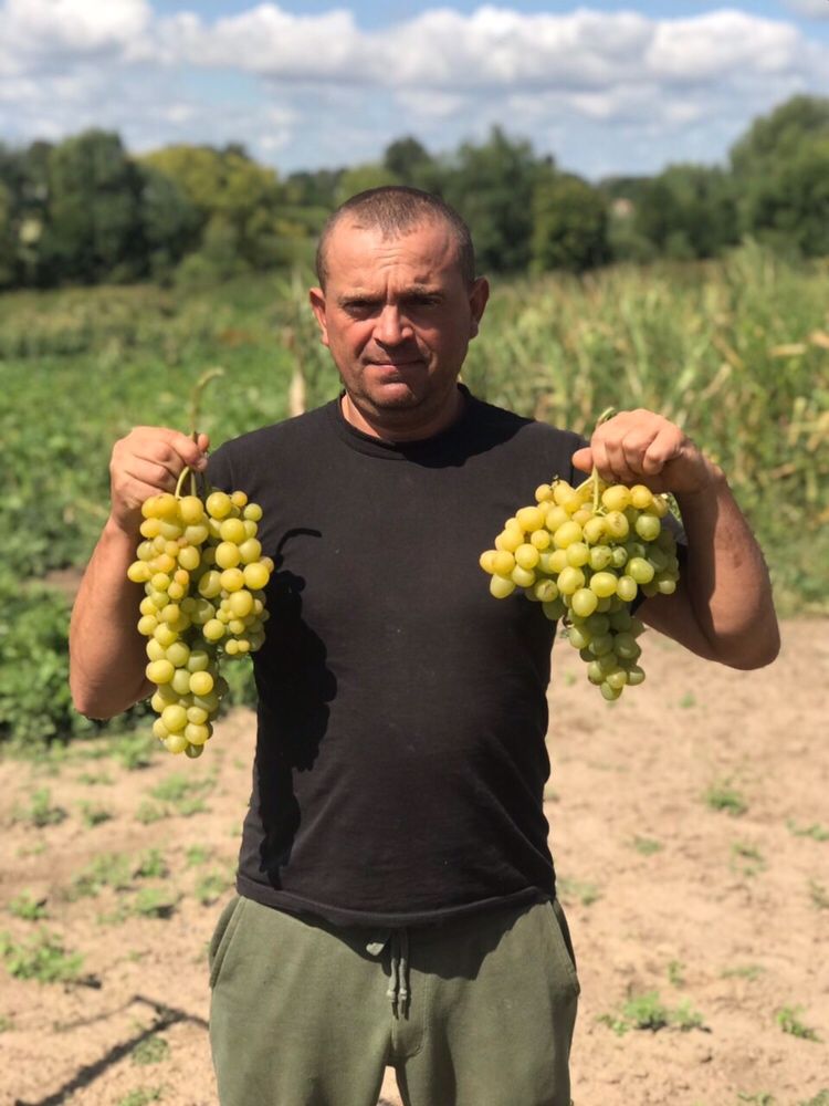 Продам вегетирующие саженцы столовых сортов винограда,