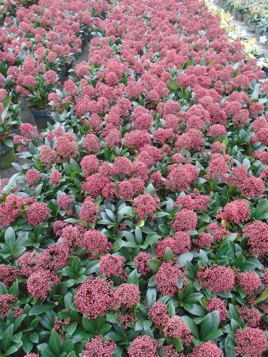 Skimia Japońska Rubella donica 2/3L.