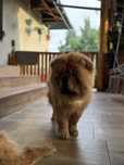 suczka chow chow