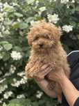 Maltipoo pudel toy sunia do odbioru!!
