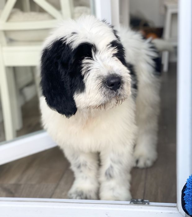 Szczeniak Owczarek Rumuński Mioritic. Hodowla FCI - Felix Pastor.