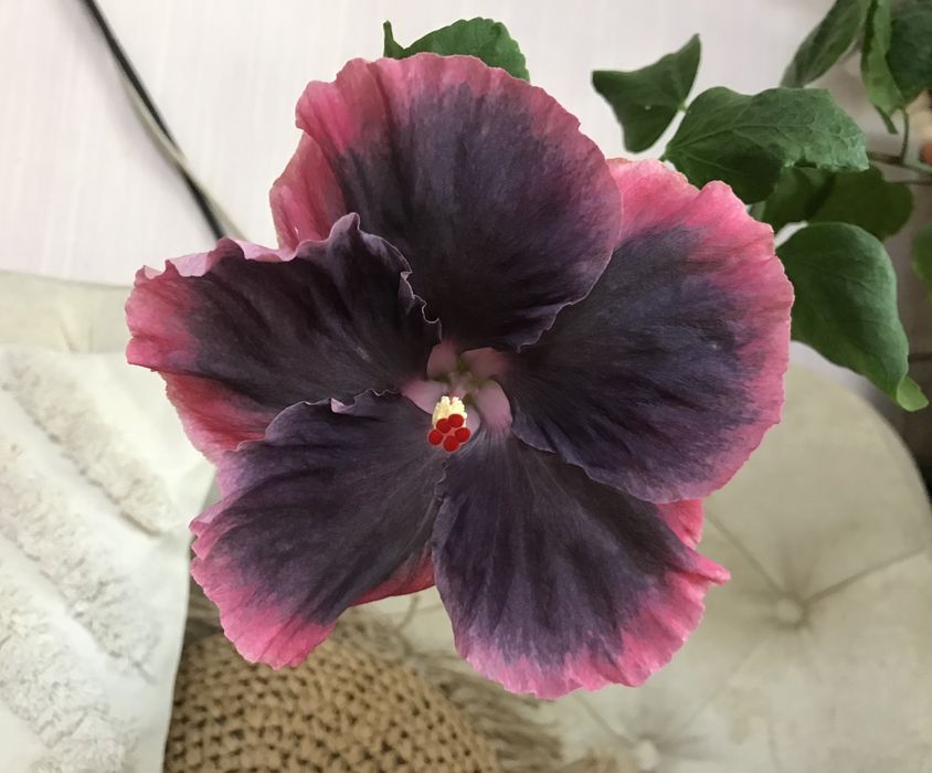 Гібискус Мооrea my blue Pearl