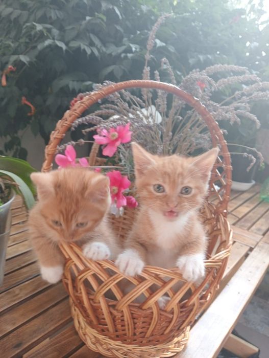 Відам кошенят у добрі руки
