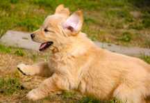 Chłopak linii Amerykański Golden Retriever