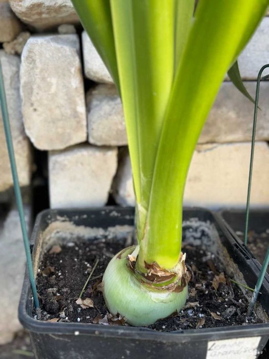 гиппеаструм, комнатная лилия, цветы, растения