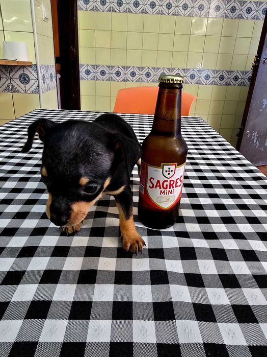 Pinscher Miniatura Macho