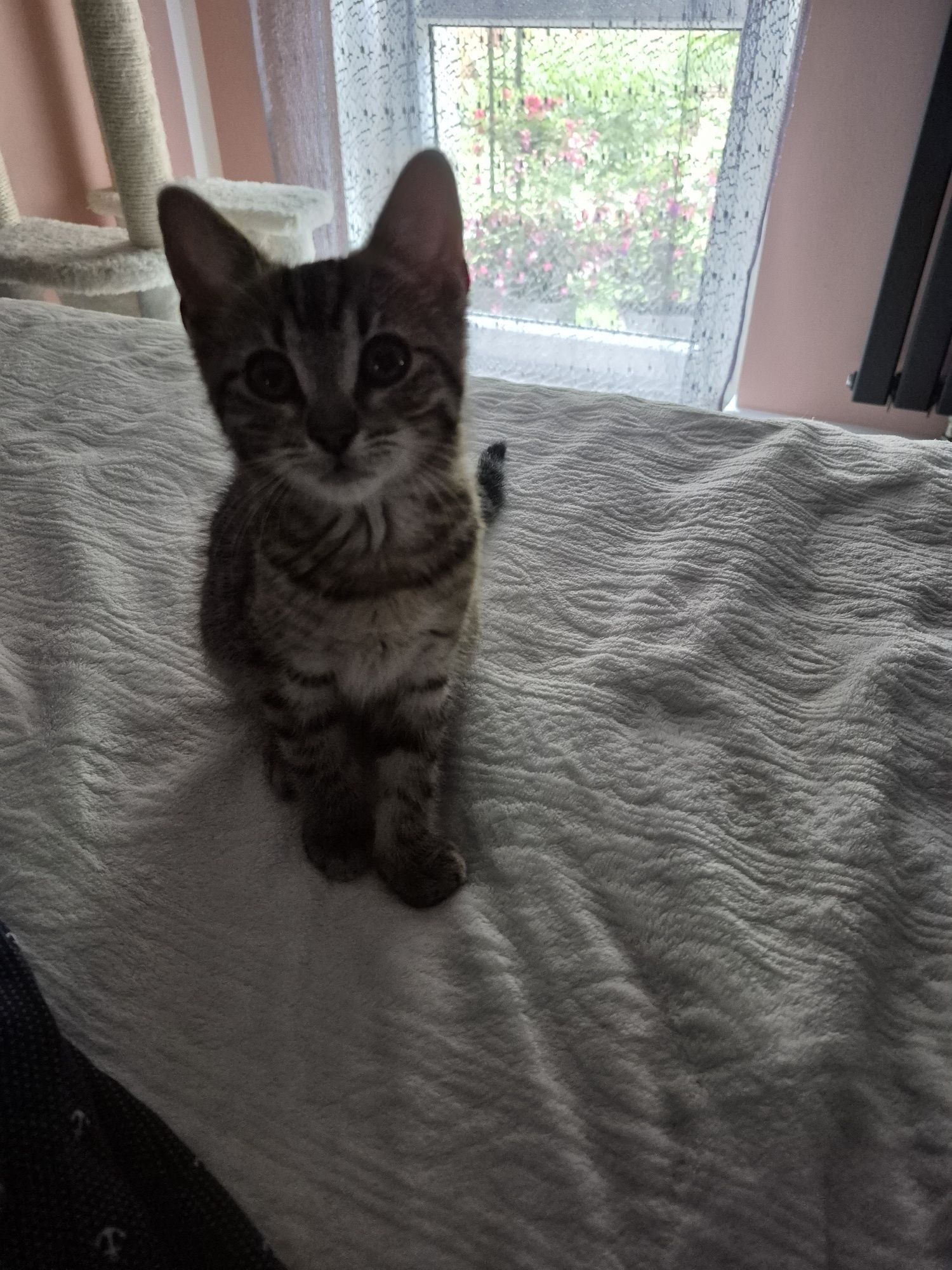 Koteczki do adopcji