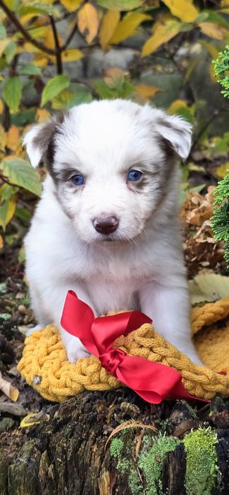 Border collie piesek -red merle ZkwP FCI