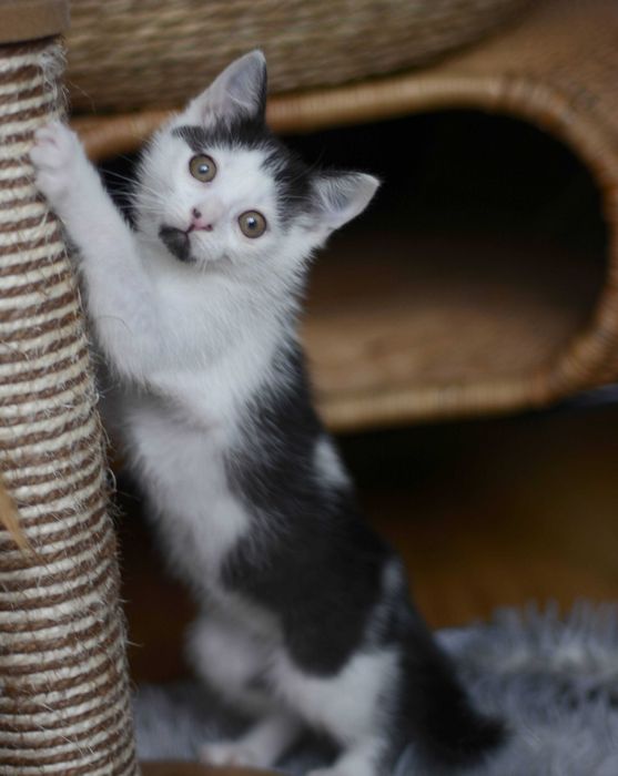 Pianka młoda koteczka szuka domu