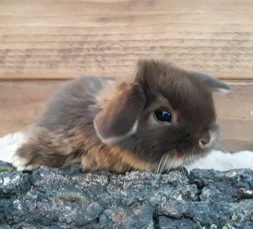 Królik baranek karzełek Havana podpalana mini lop