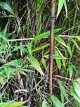 Bambus czarny sadzonka CZARNY PHYLLOSTACHYS NIGRA z ogrodu