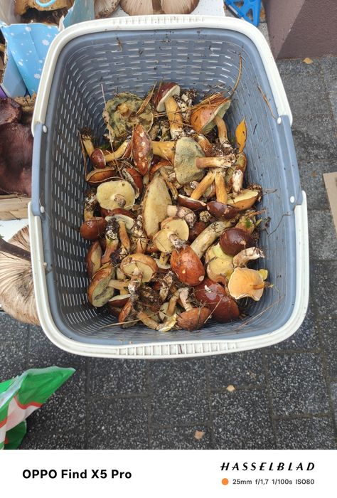 Sprzedam swieze grzyby podgrzybki rydze kanie sowy maslaki