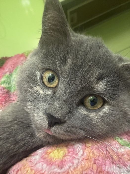 Трьохмасна кішечка