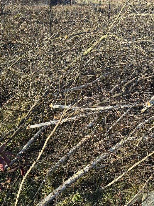 безкоштовно гілки дерев