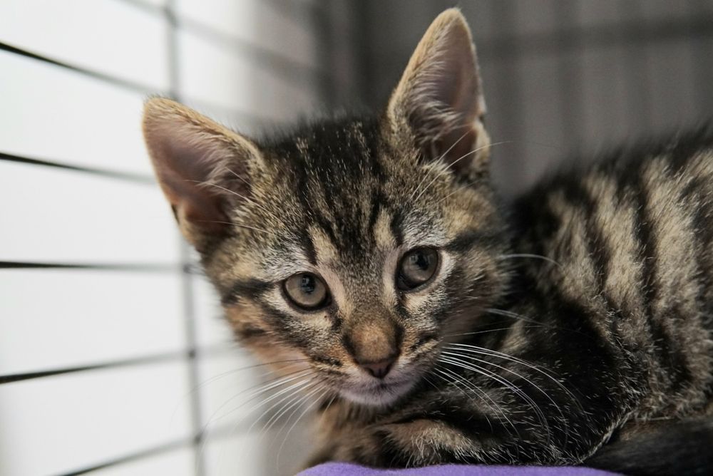 Cudowne kotki do pokochania, kot, kotek, kociak