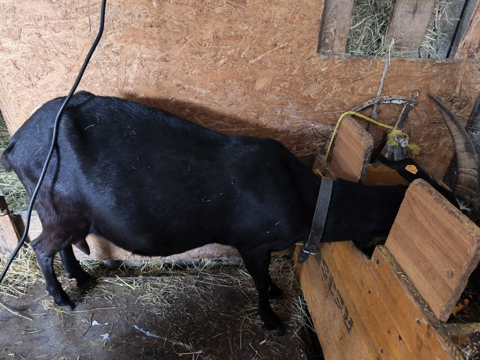 Sprzedam koze z mlekiem