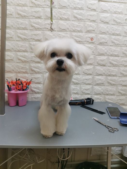 Груминг собаки, коты , салон