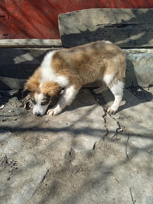 Московська сторожова