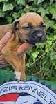 American Pit Bull Terrier