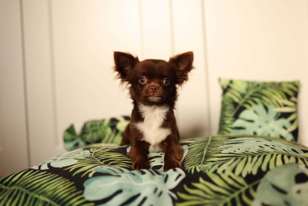 Czekoladowy chihuahua długowłosy ZKwP FCI