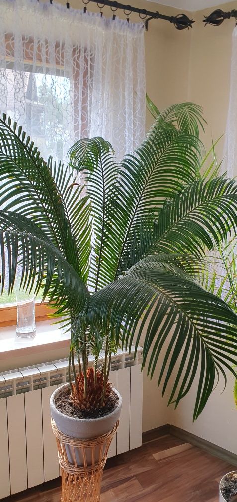 Cykas,cycas sagowiec