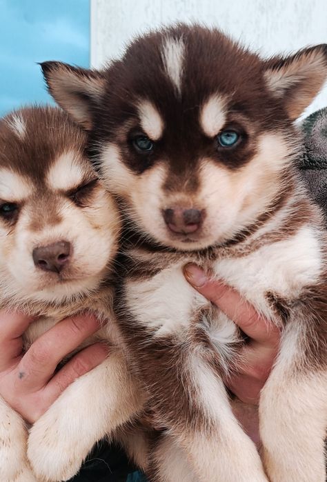 Хасочки! Продам!