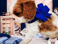 Cawalier King Charles spaniel do odbioru badania genetyczne