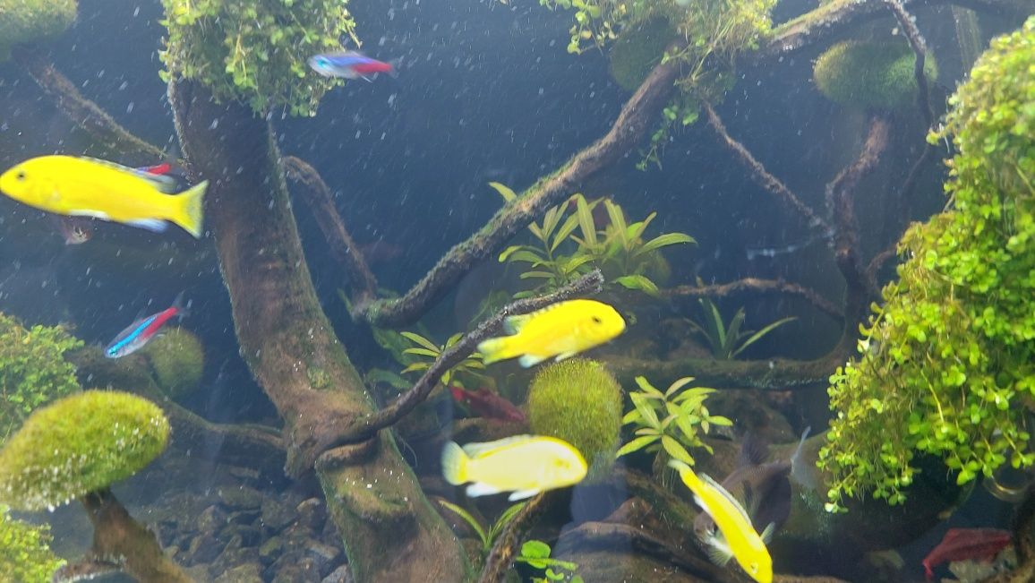 Pyszczak żółty 5sztuk  Labidochromis caeruleus