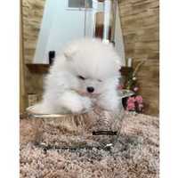 Wybitny Pomeranian FCI