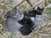 Кошенята Котики Котята Кіт Чорний Сірий