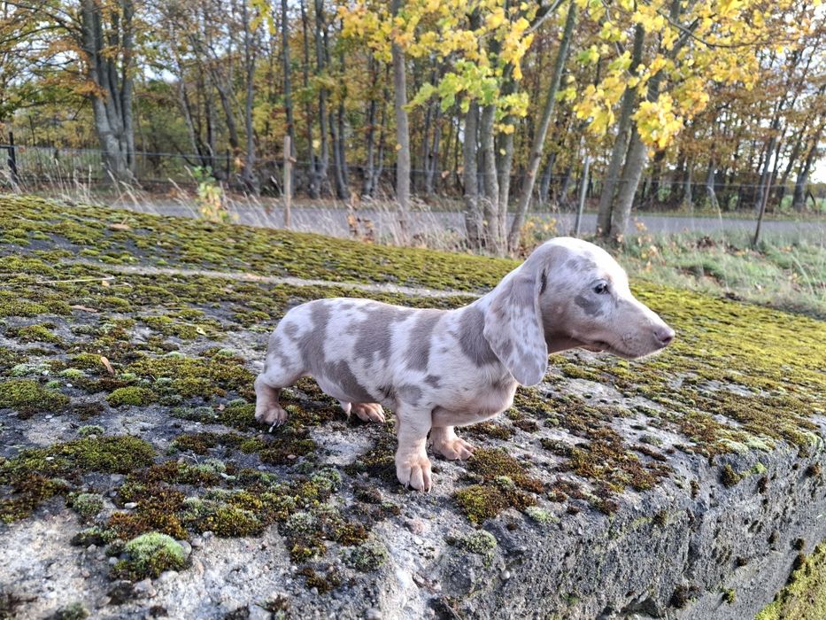 jamnik miniaturowy piesek