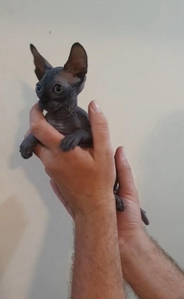 Sphynx Blue - Menino