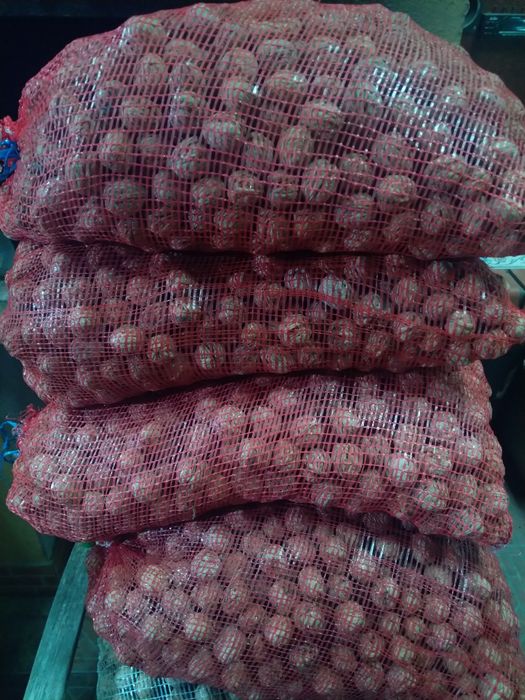 Sacas nozes 10kg