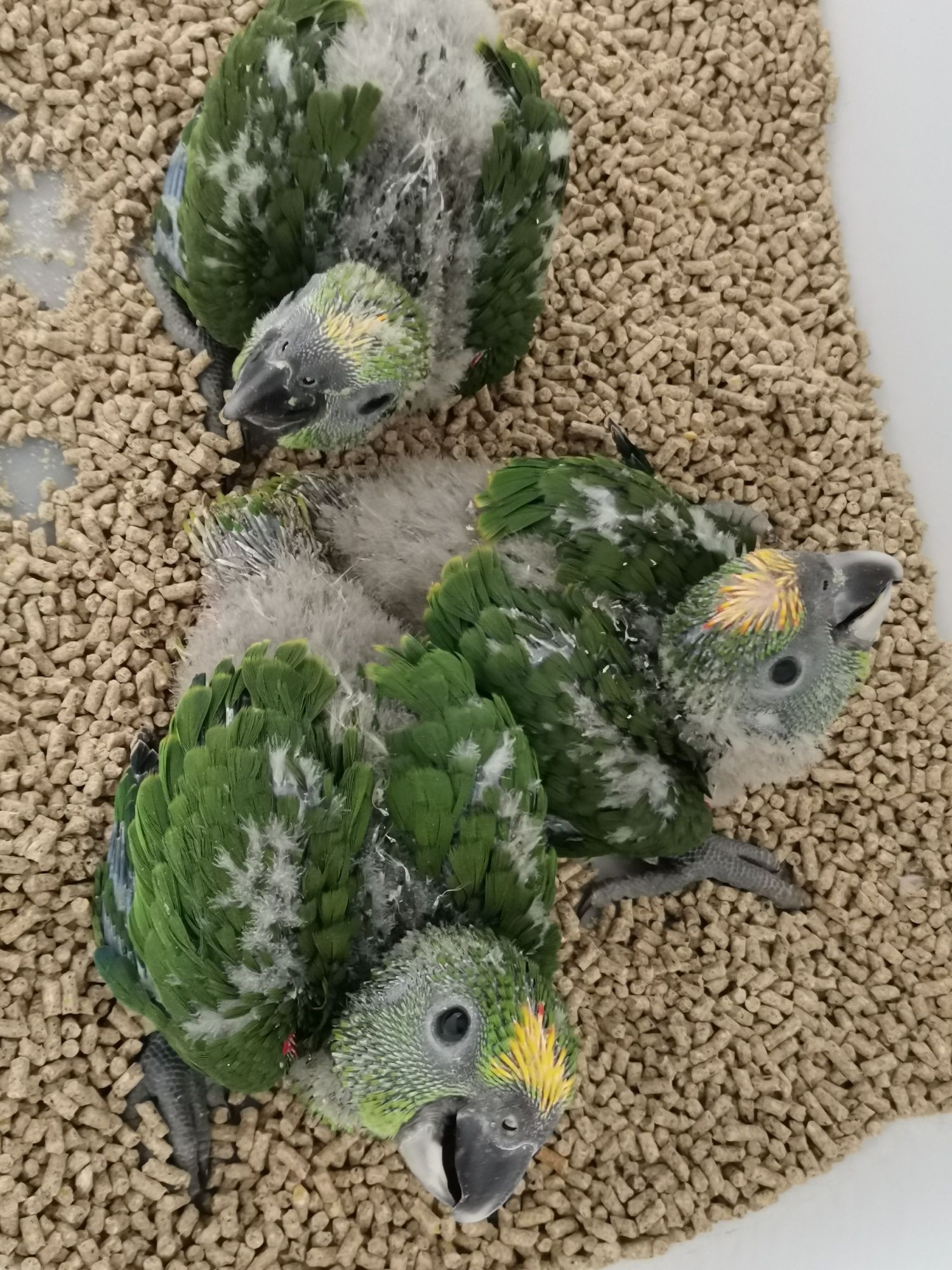 Amazonas ocrocephalas