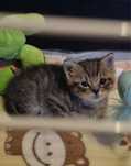 Malutki kocurek do adopcji