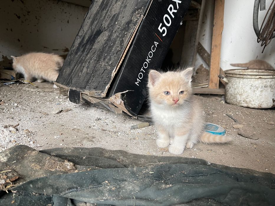 Отдам котят в добрые руки