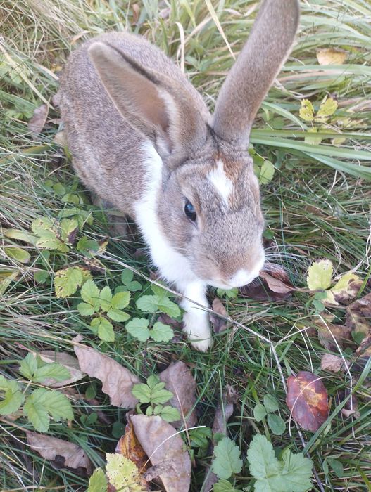Oddaje 4 króliki mieszane za darmo mają po 5 miesięcy.