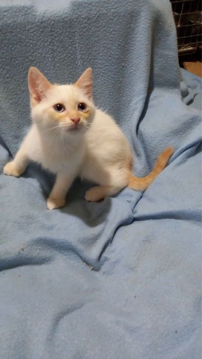 Котеня, котенята, кіт, котик, котёнок, кот з притулку