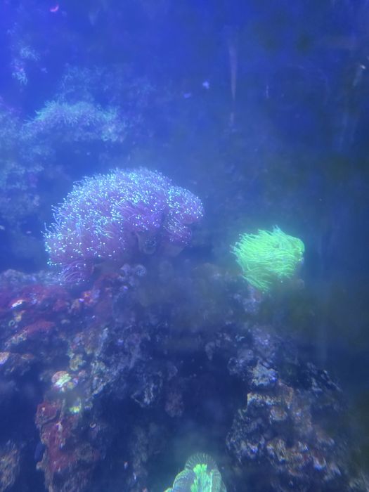 Akwarium morskie życie