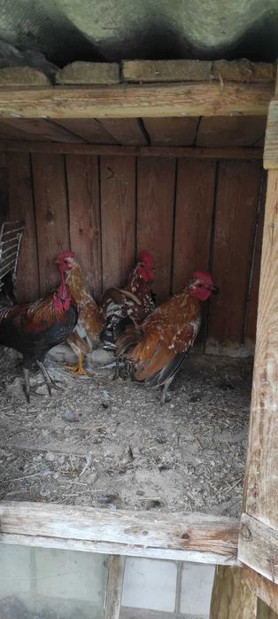 Sprzedam Koguty liliputy