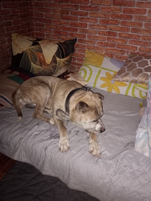 Oddam za darmo amstaf pręgowany