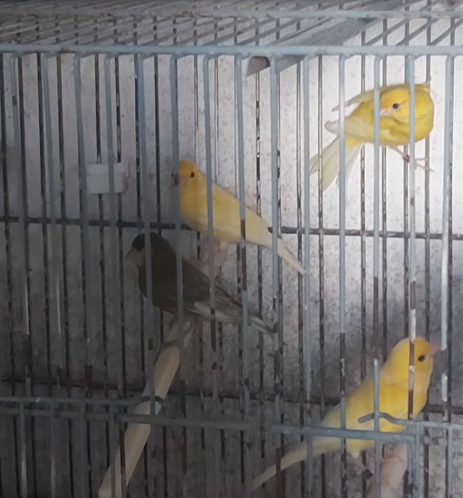 Lote de Canários Raça Espanhola