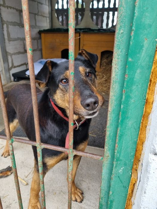 Dino - młody, aktywny, przyjazny psiak do adopcji