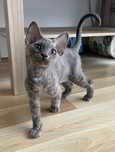 Devon Rex Kocurek