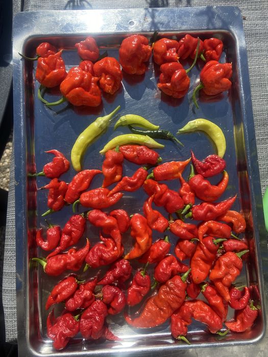 Carolina Reaper, Ghost Peppers e malaguetas