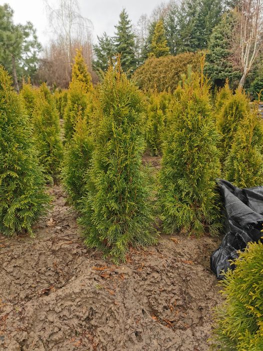 Tuja  szmaragd..Likwidacja pola!!! Promocja